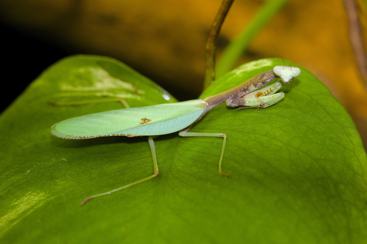 Parastagmatoptera sp."Peru"