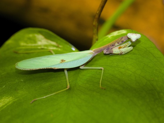 Parastagmatoptera sp."Peru"