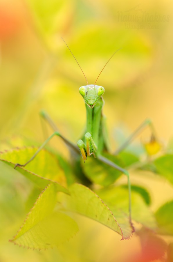 Mantis religiosa