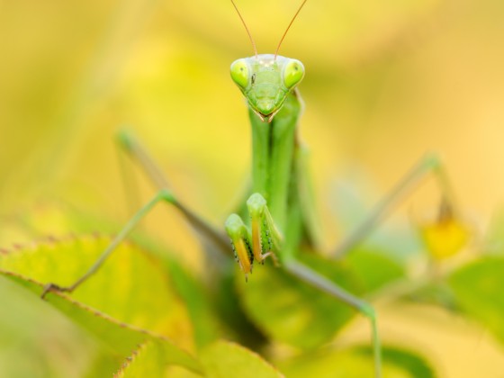 Mantis religiosa