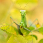 Mantis religiosa