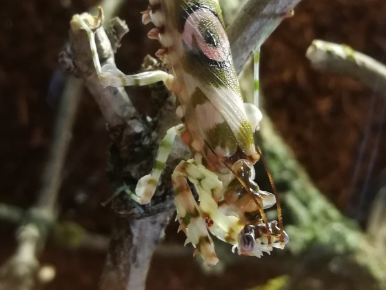 Pseudocreobotra wahlbergii, Afrikanische Blütenmantis, Männchen, adult