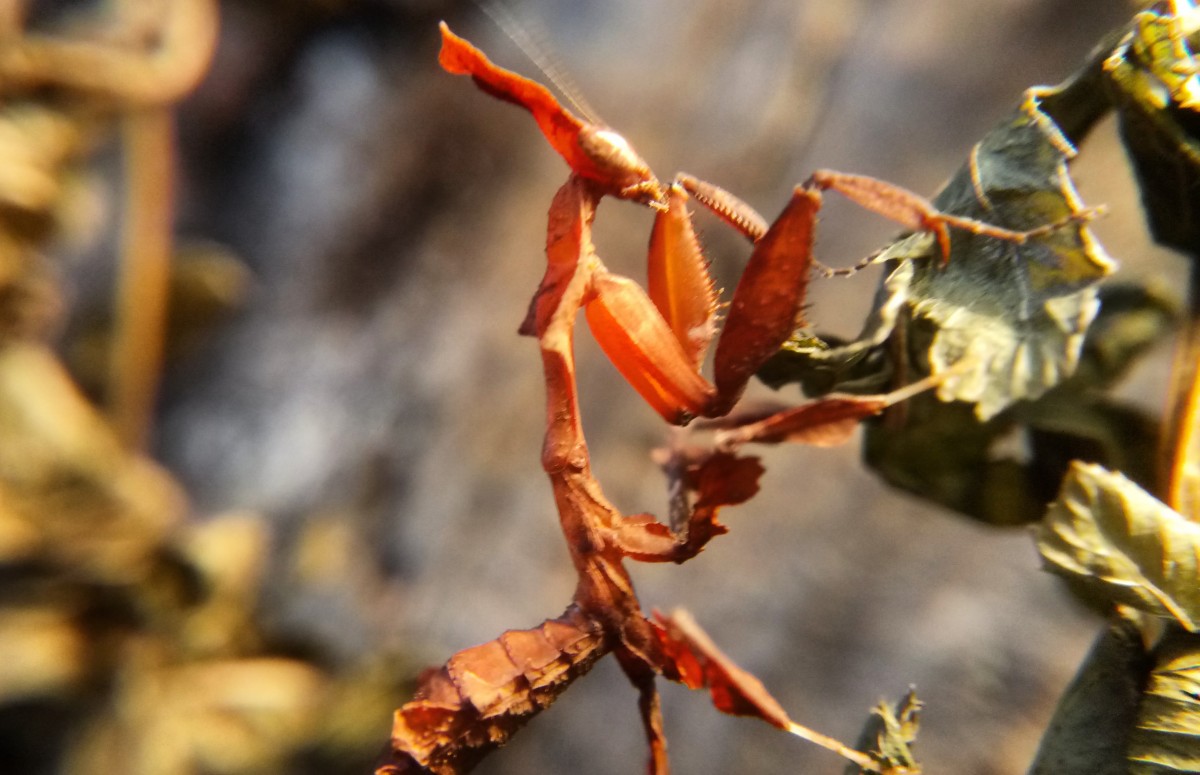 Phyllocrania paradoxa Weibchen beim Klettern