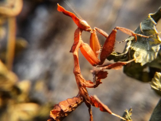 Phyllocrania paradoxa Weibchen beim Klettern