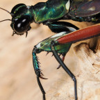 Metallyticus splendidus Weibchen subadult