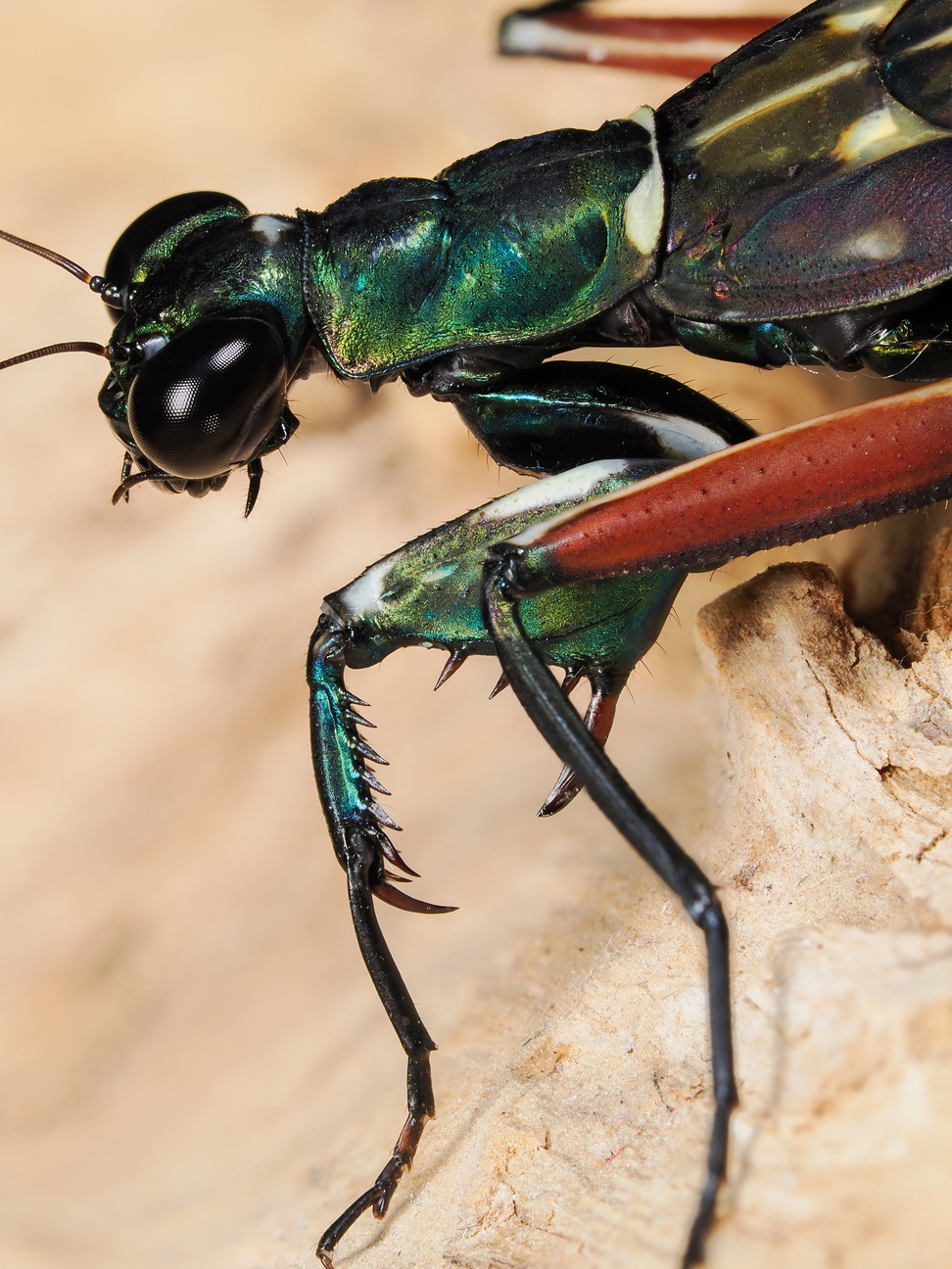 Metallyticus splendidus Weibchen subadult