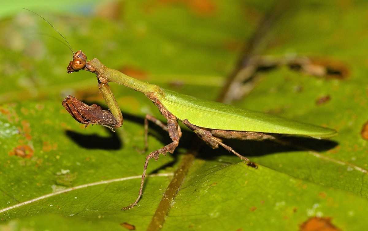 Psychomantis malayensis