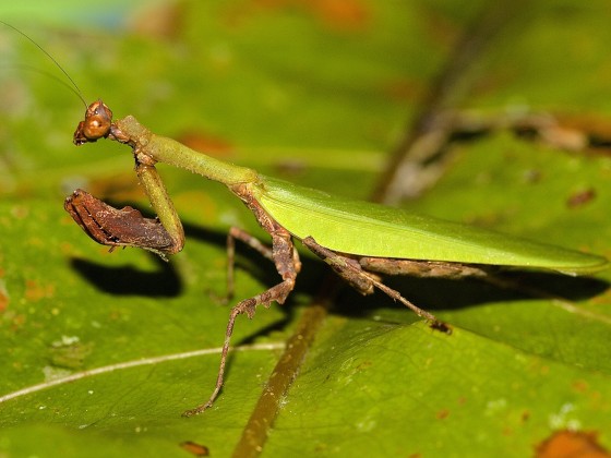 Psychomantis malayensis