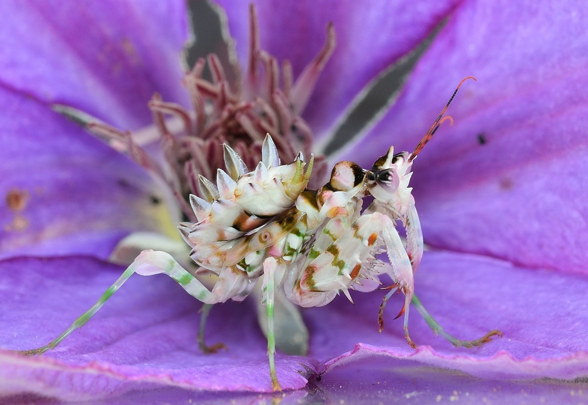 Pseudocreobrata wahlbergii