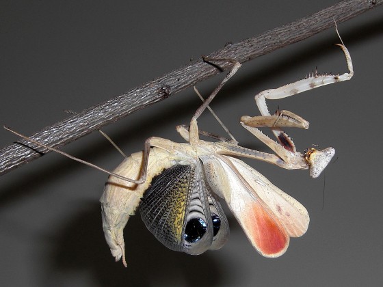 adultes Pseudempusa pinnapavonis Weibchen