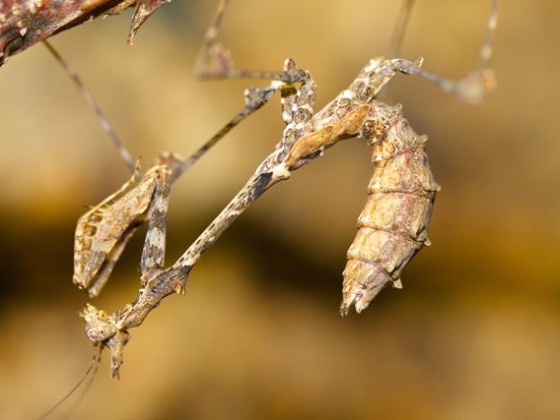 Sibylla dolosa