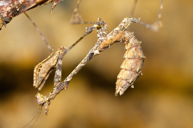 Sibylla dolosa