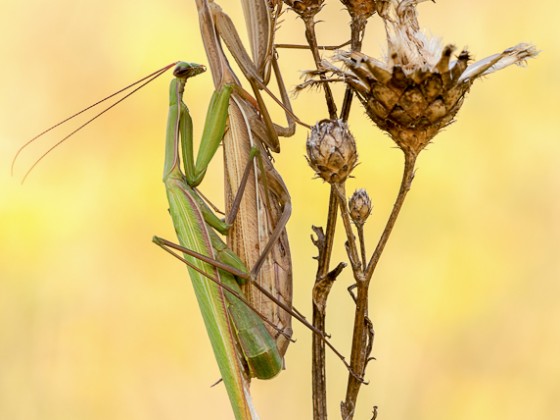 Mantis religiosa- Kopula