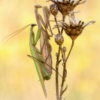 Mantis religiosa- Kopula