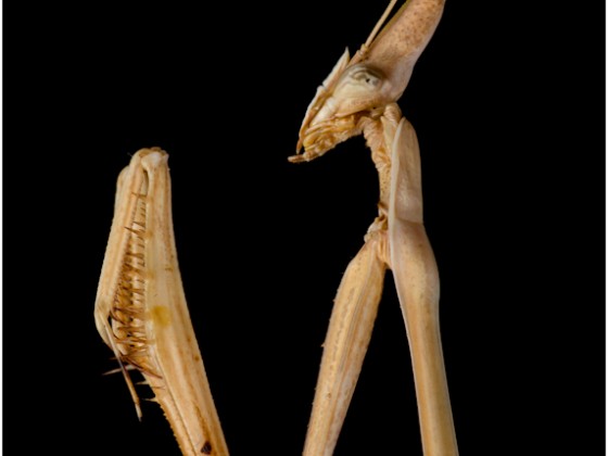 Hypsicorypha gracilis 0,1 adult
