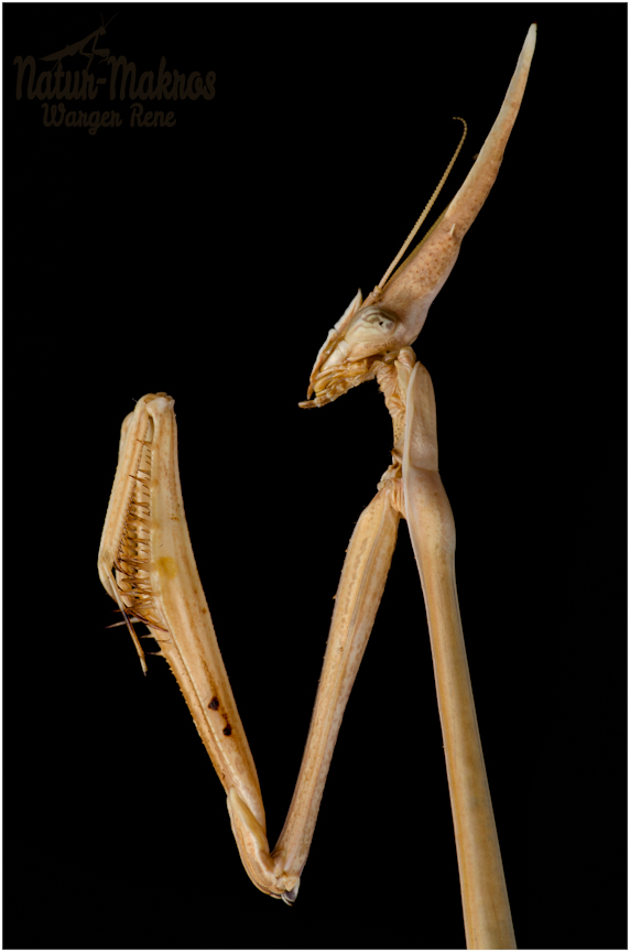Hypsicorypha gracilis 0,1 adult