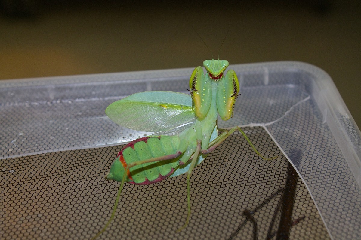 Sphodromantis sp. "TANSANIA RED"