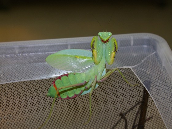 Sphodromantis sp. "TANSANIA RED"