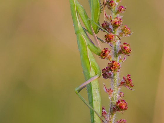 Mantis religiosa