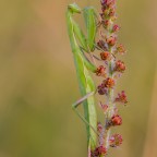 Mantis religiosa