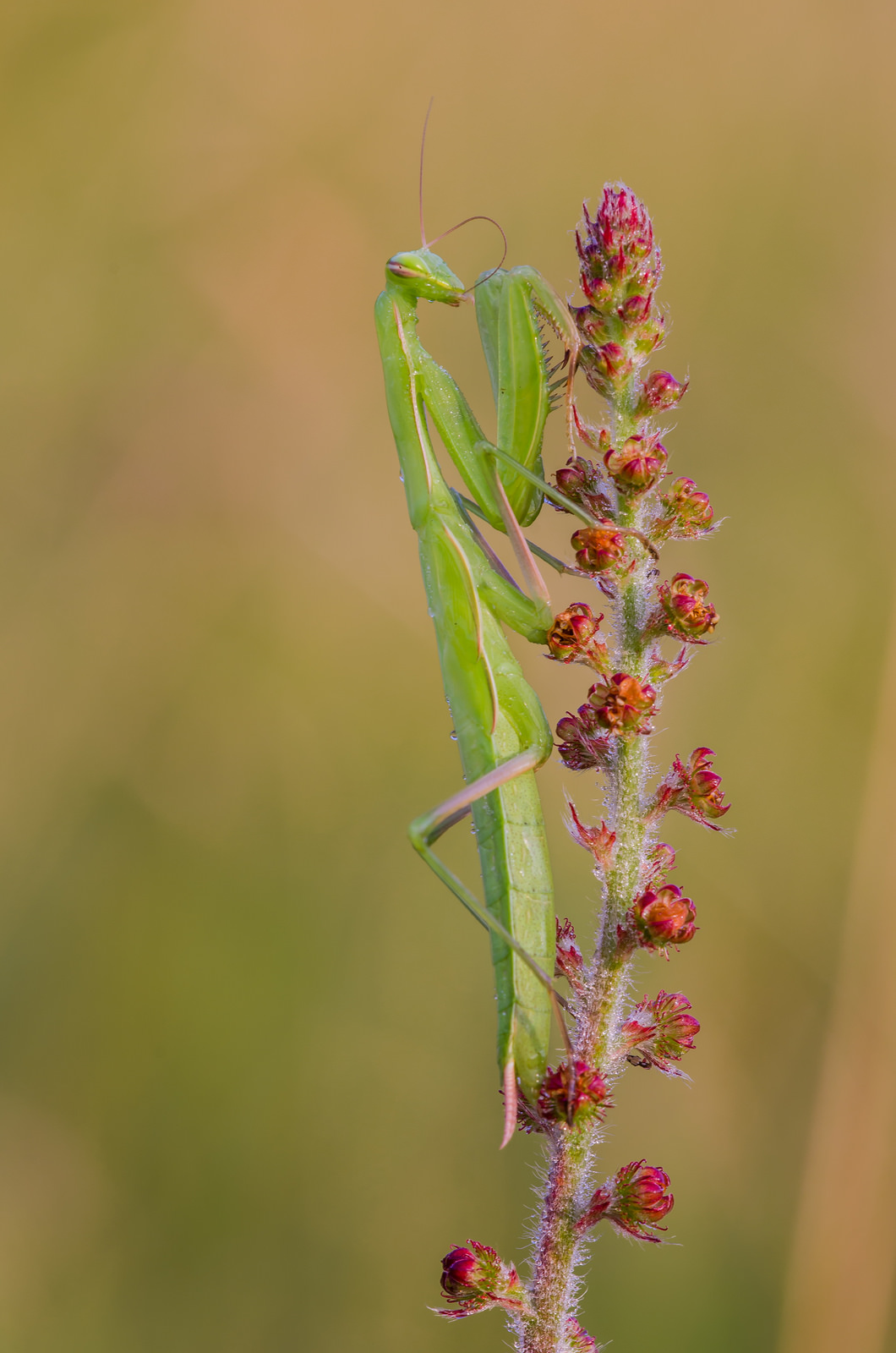 Mantis religiosa