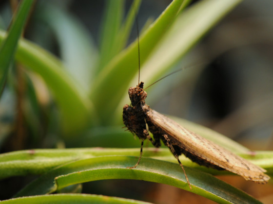 Oxypilus hamatus - frisch adultes Männchen