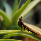 Oxypilus hamatus - frisch adultes Männchen
