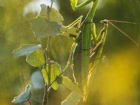 Mantis religiosa- Kopula