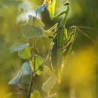 Mantis religiosa- Kopula