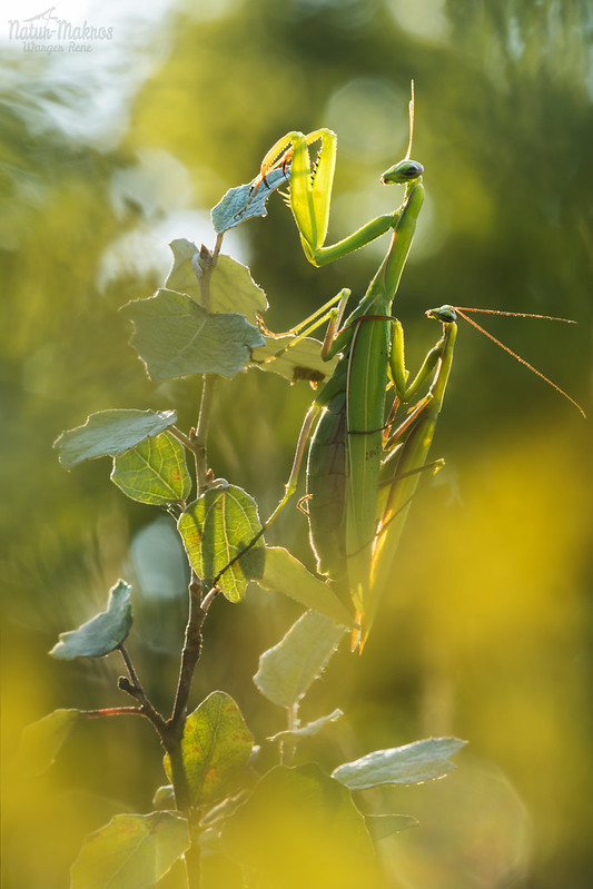 Mantis religiosa- Kopula