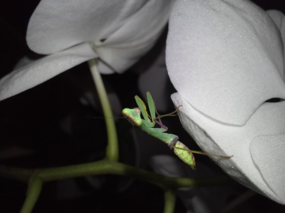 Sphodromantis Lineola