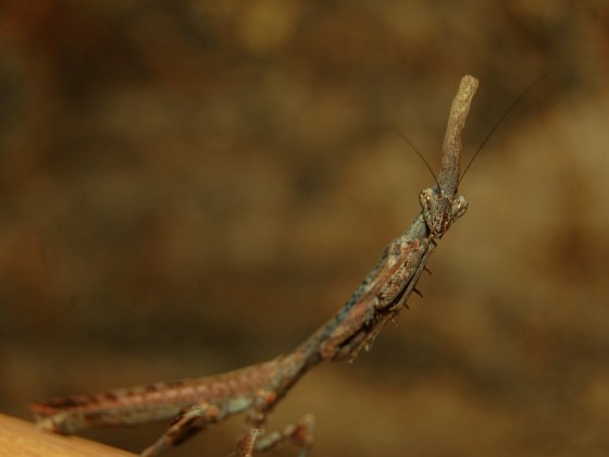 Phyllothelis wernerii