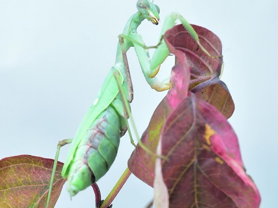 Sphodromantis viridis