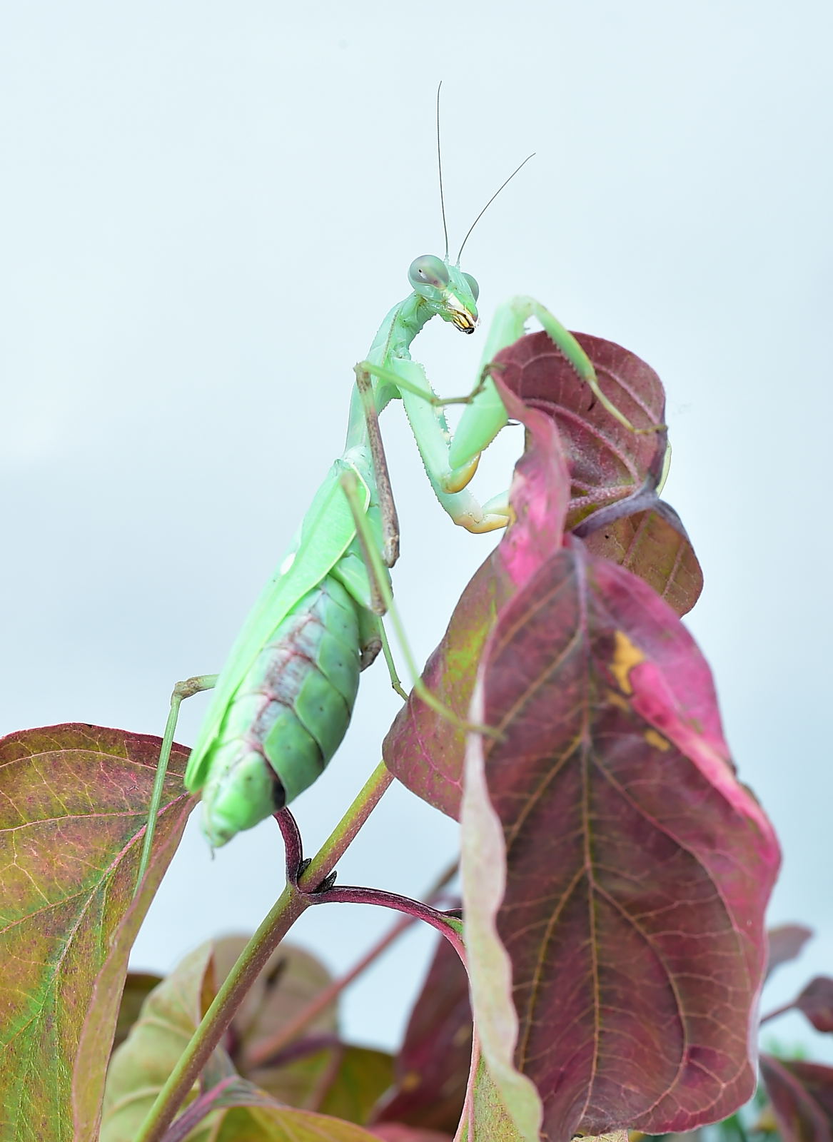 Sphodromantis viridis