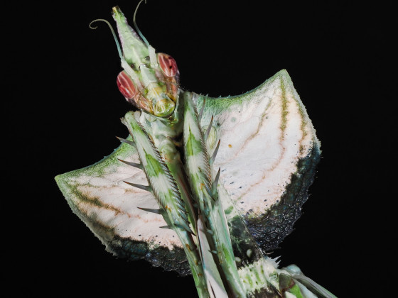 Idolomantis diabolica Weibchen adult