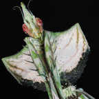 Idolomantis diabolica Weibchen adult