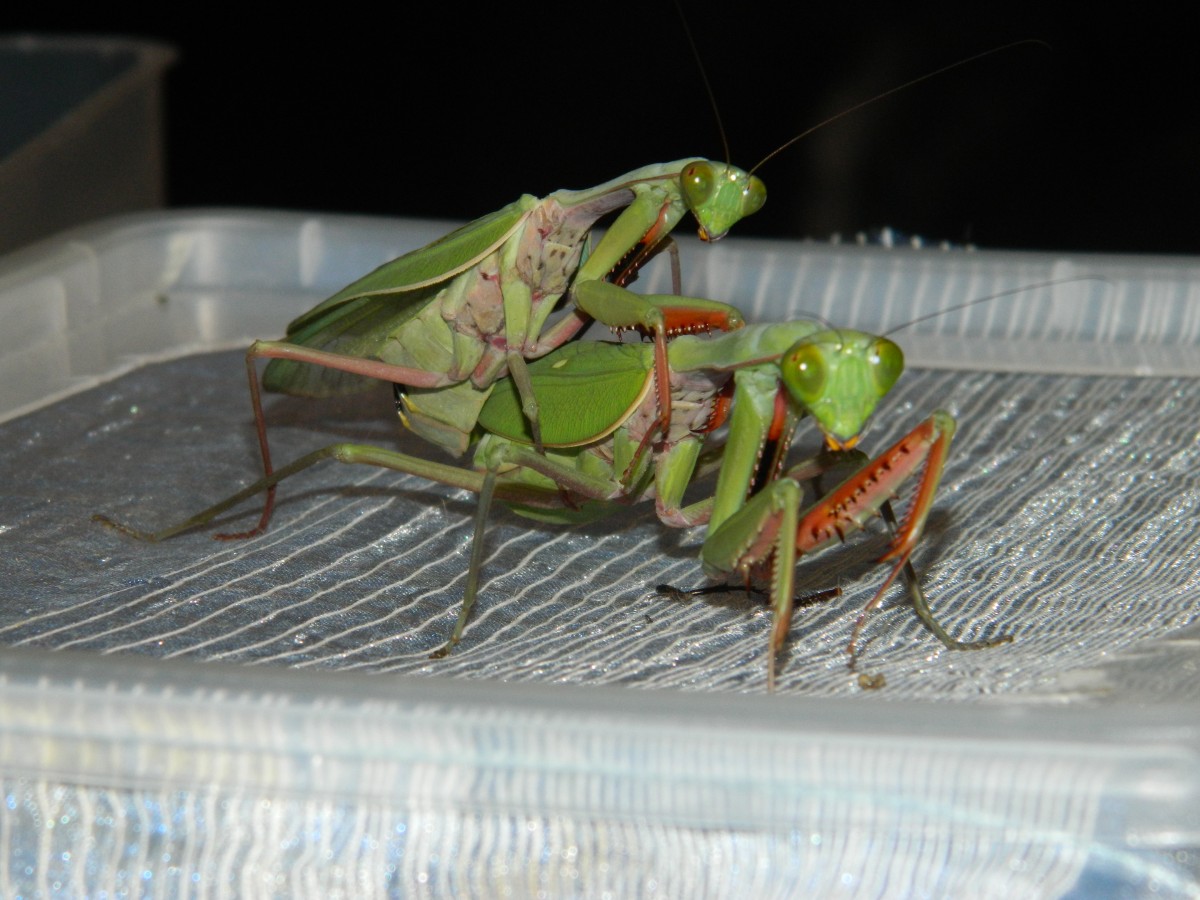 Hierodula Majuscula Verpaarung