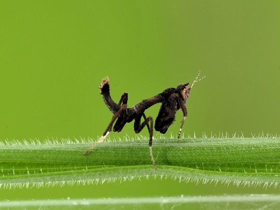 Decimiana bolivari