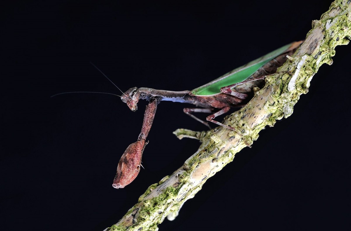 Acromantis formosana