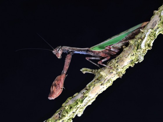 Acromantis formosana