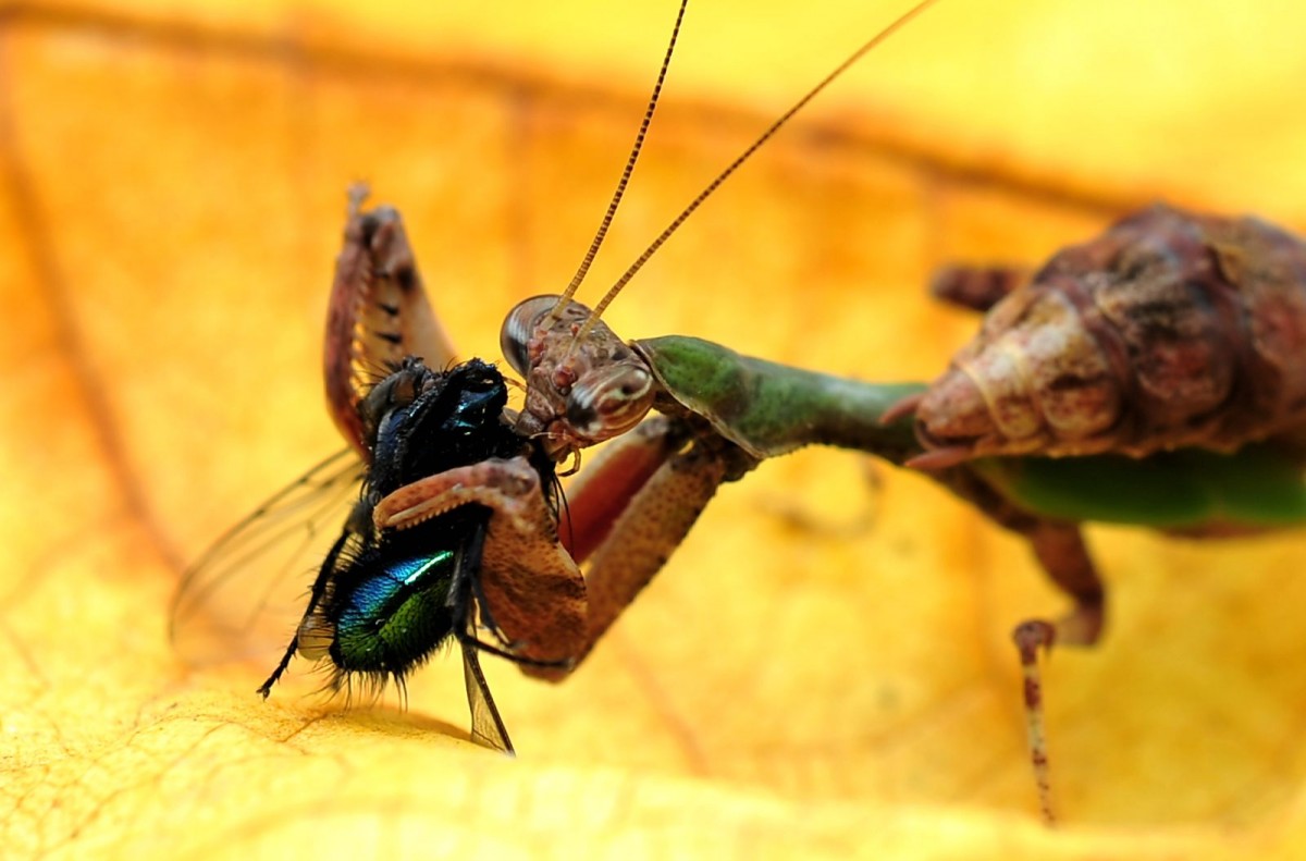 Acromantis formosana