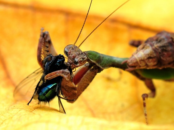 Acromantis formosana