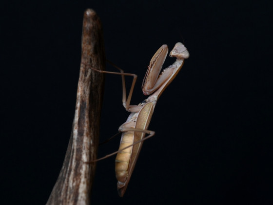 Hierodula quinquepatellata (IGM 288)