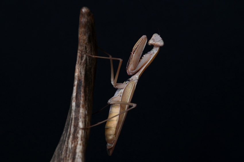 Hierodula quinquepatellata (IGM 288)