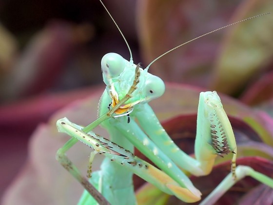 Sphodromantis viridis