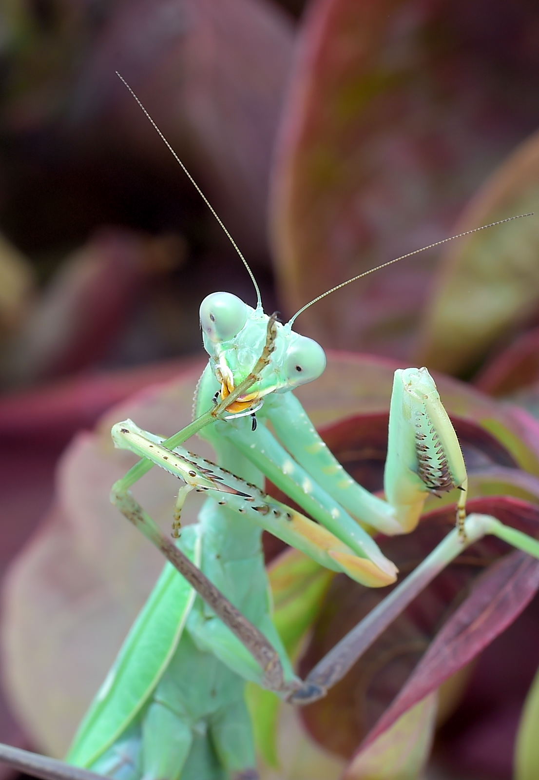 Sphodromantis viridis