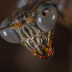 Plistospilota sp. Male Portrait