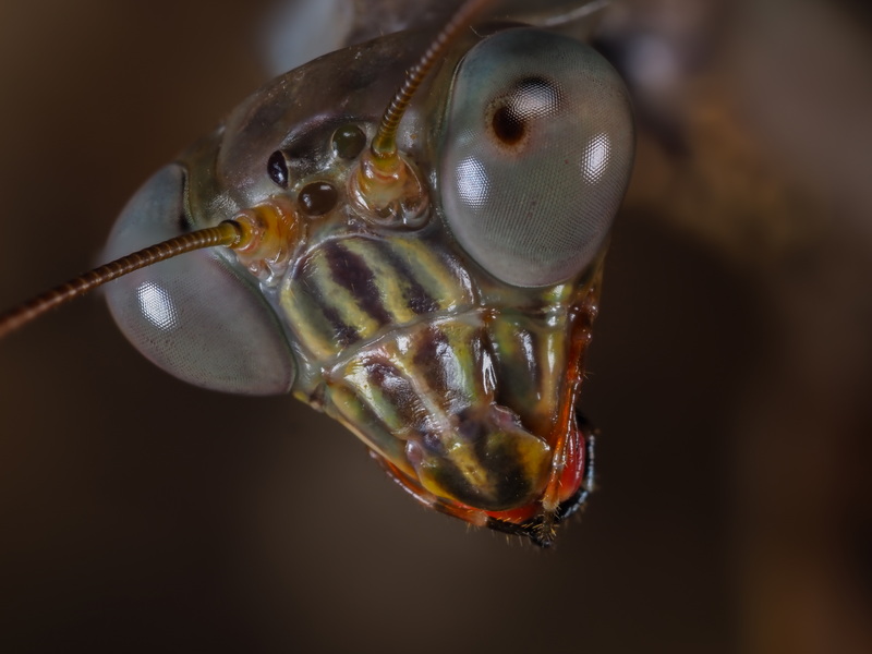 Plistospilota sp. Male Portrait