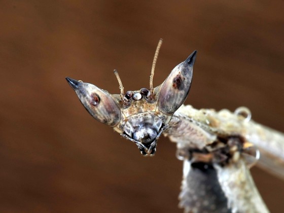 Heterochaeta orientalis