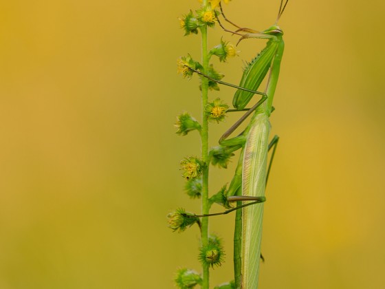 Mantis religiosa, 1.0 adult